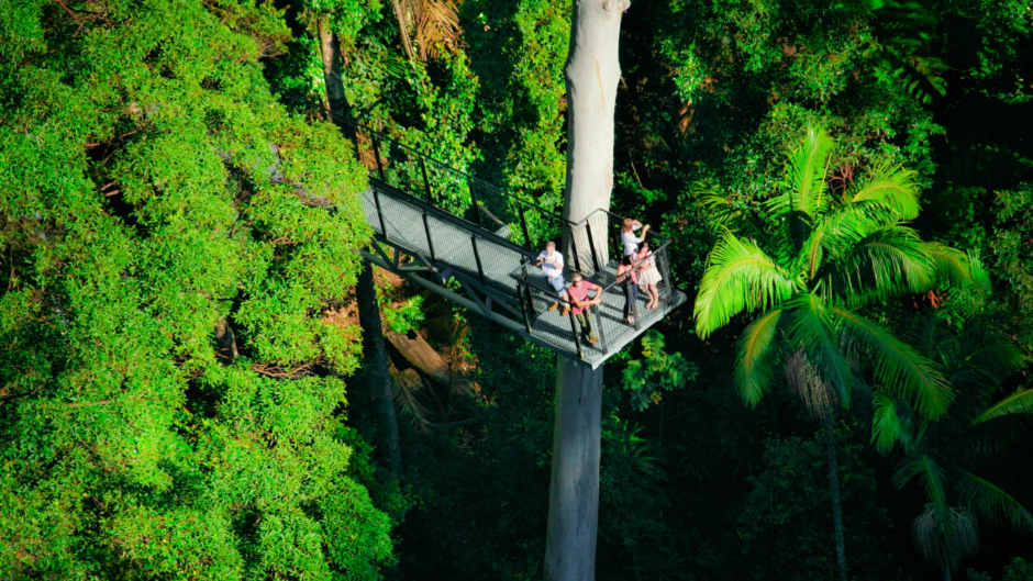 Sight-see in the forest, shop along the gallery walk, sip beautiful wine, and skywalk! This multi award winning day tour company will show you the best parts of Tambourine Mountain that you’d never find on your own…